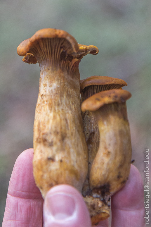 mushrooms at Jasper Ridge